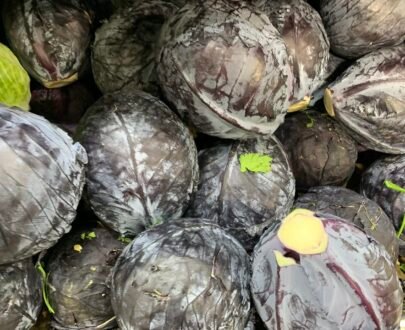 Red Cabbage